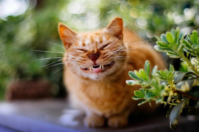 Котовторник