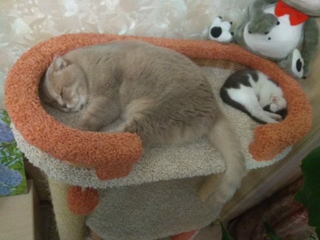 Котовторник