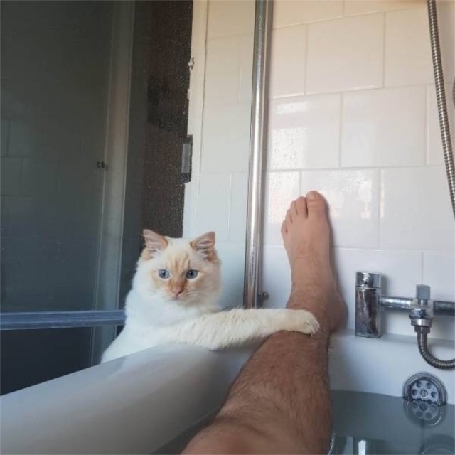Эти забавные животные