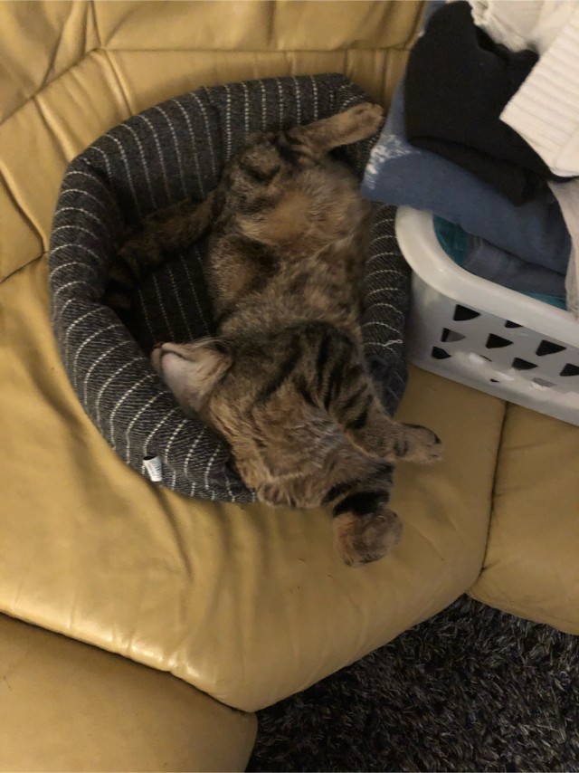 Котовторник. Добавляйте своих