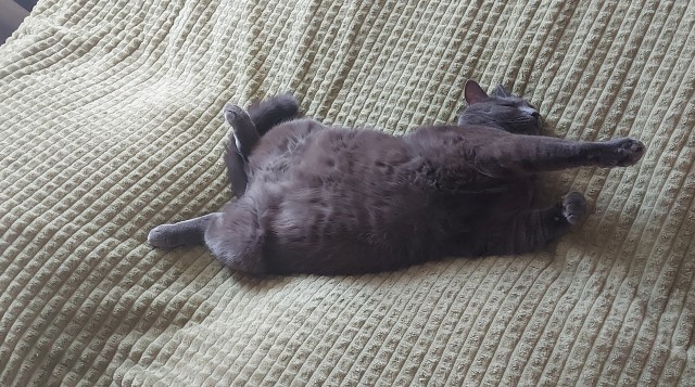 Котовторник же!