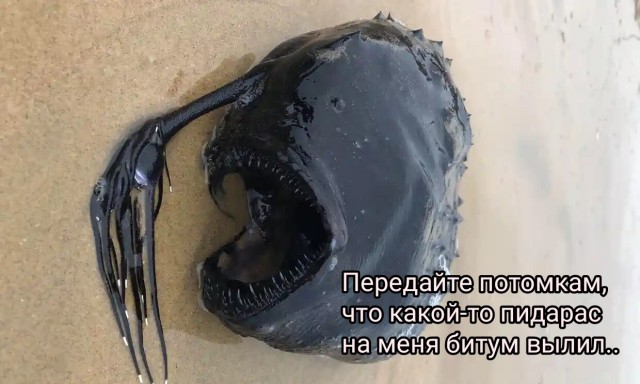 В США по неизвестной причине выбросилась на берег глубоководная рыба. Её планируют сохранить для музейной коллекции