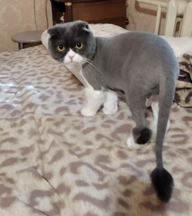 Хоба! Котовторник!