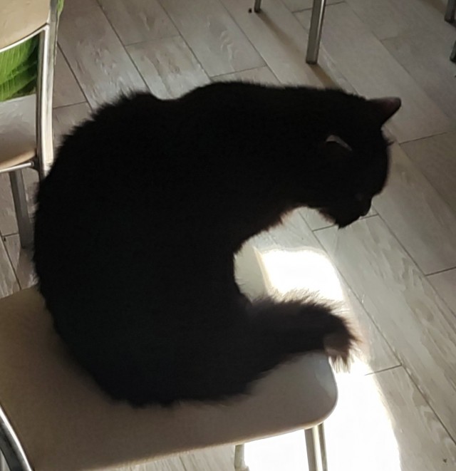 Черный кот