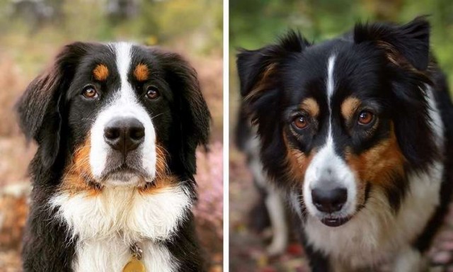 Породы собак, которые так похожи друг на друга