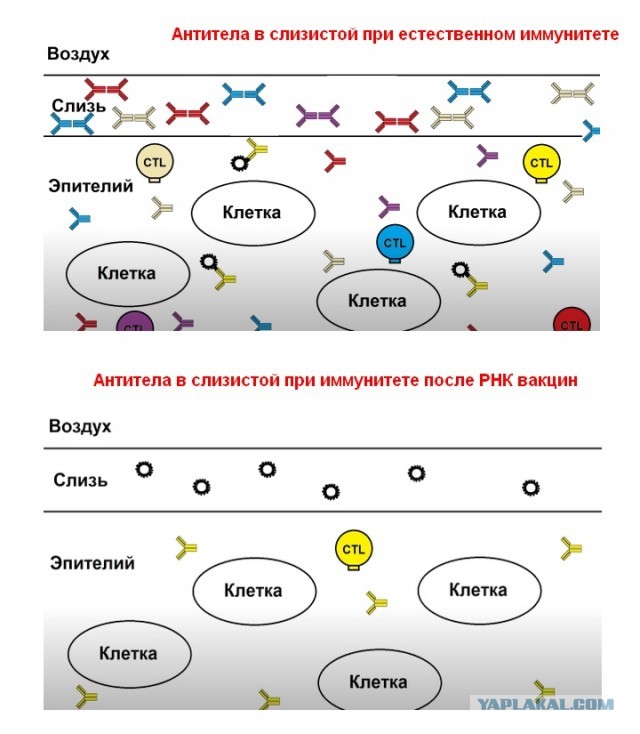 Зомби-апокалипсис 2022