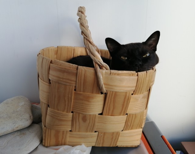 К котовторнику