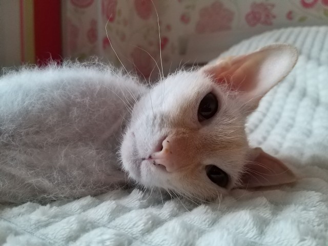 Котовторнику быть