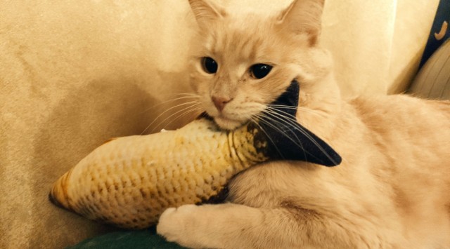 Котовторнику посвящается