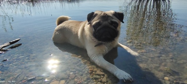 Мой любимый пёс