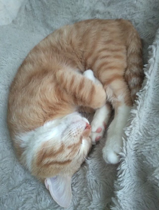 Ну, поехали в котоввторник!