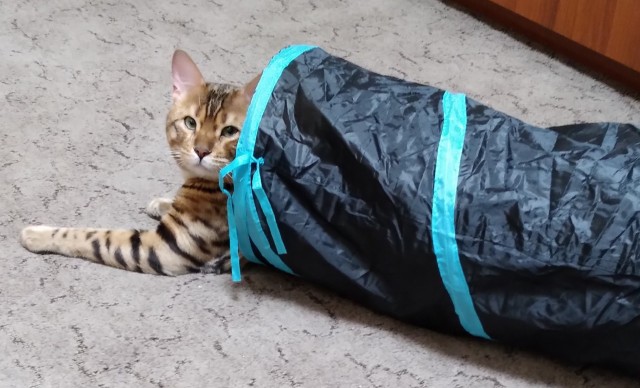 Котовторник ведь начался!