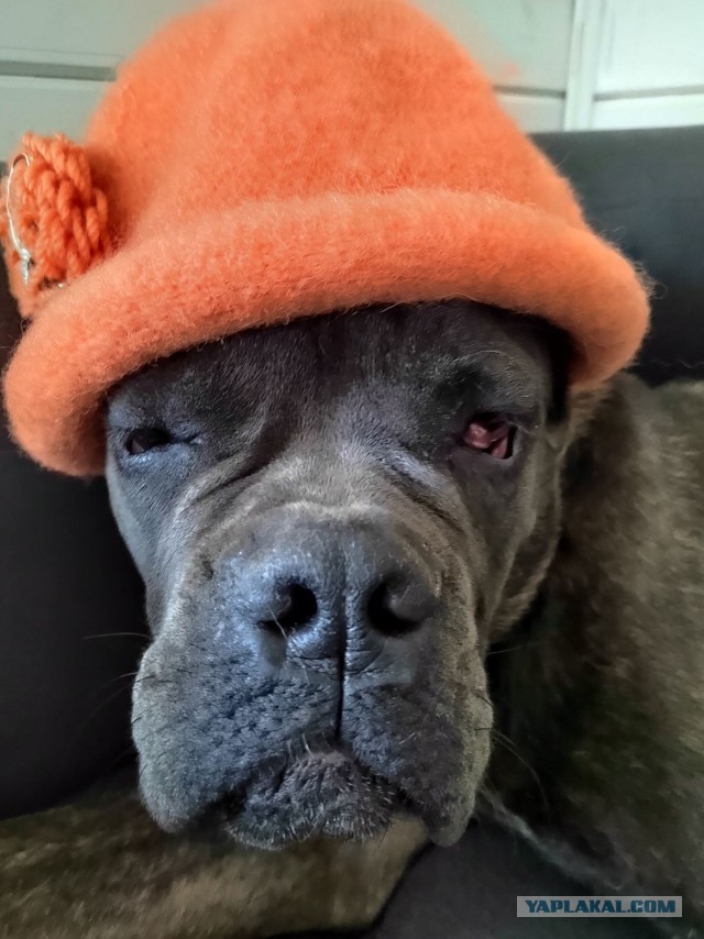 Про собачек