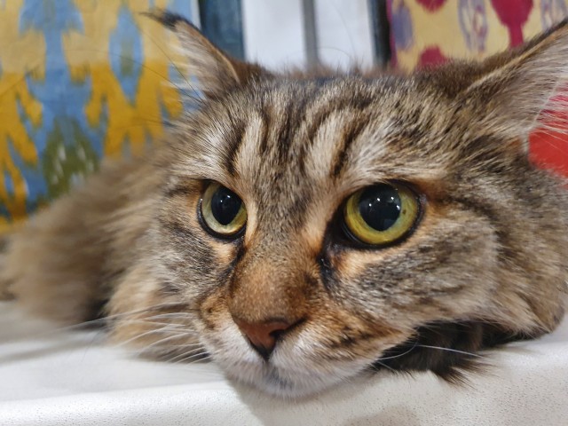 Ура! Котовторник.