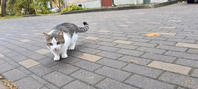 Шерстяной котовторник. Октябрь 2022