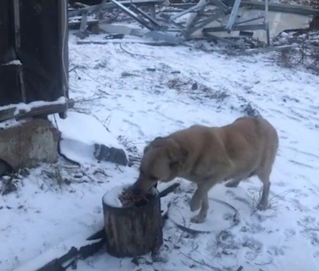 Пёс уже месяц ждёт хозяев, которые бросили его в пустующем бараке.