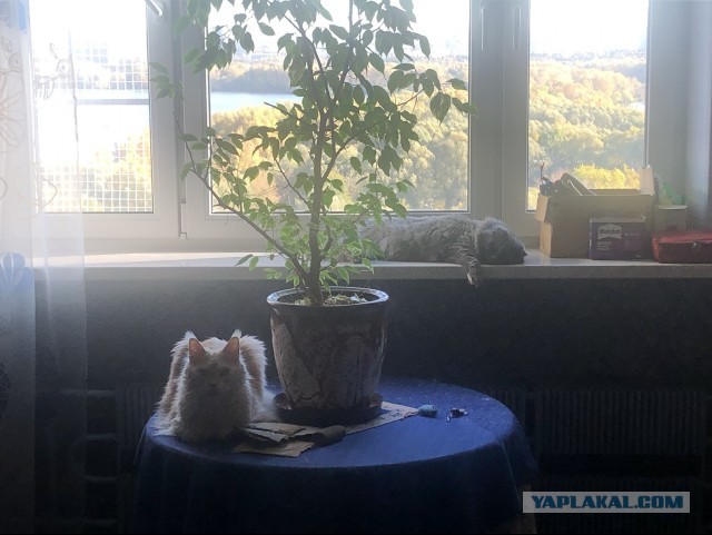 А из нашего окна вот такая красота...