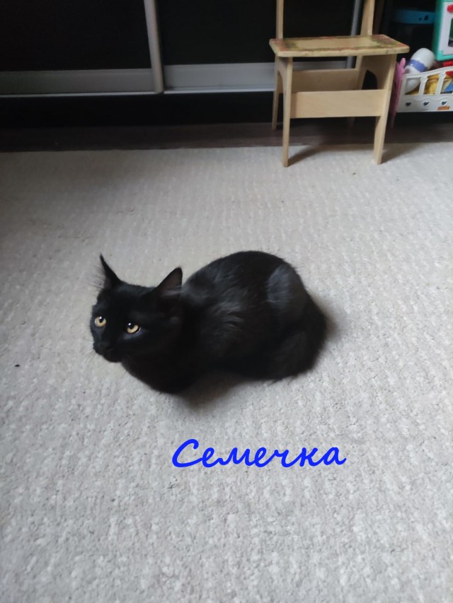 Жизнь домашнего приюта "Котоленд" 365
