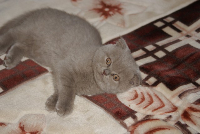 Котовторник  19.03.2013