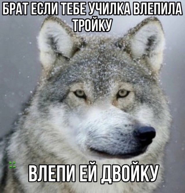 Весёлый полтишок 28.02.23