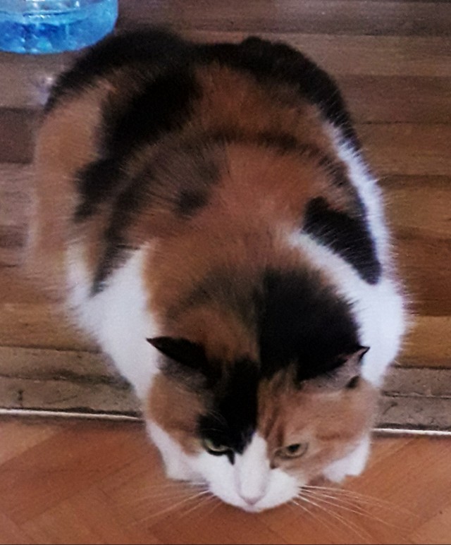 Коты белые, 12 литров