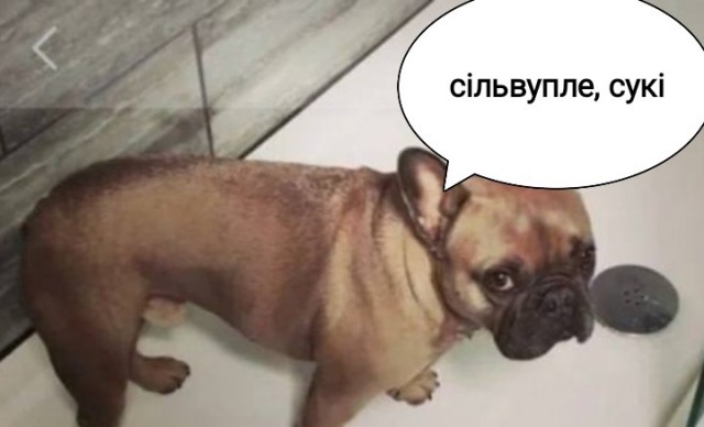 На Украине отдают французского бульдога из-за того, что собака не понимает команды на украинской мове