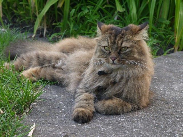 Котовторник