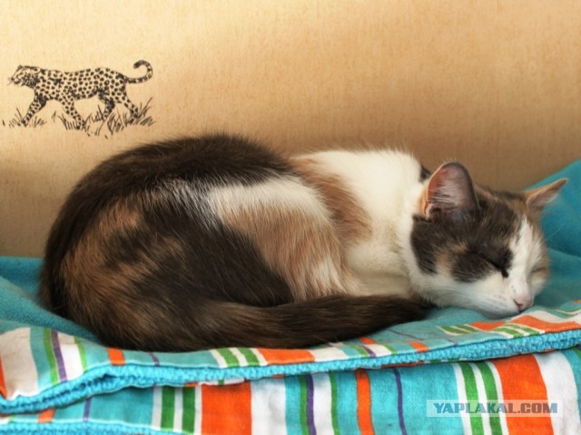 Котовторник 09.04.2013