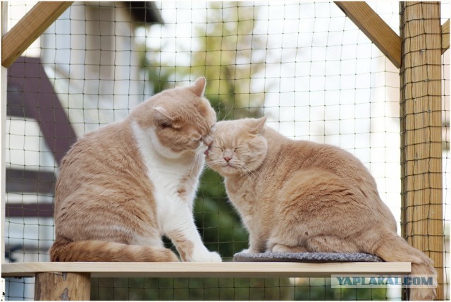 Котовторник 16.04.2013
