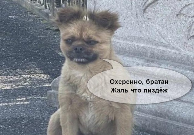 Городская стала!