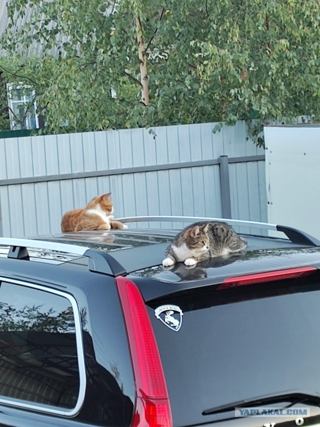 К - Котовторник ☺ Пополнение