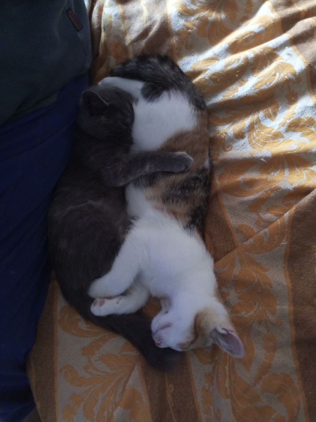 Милота