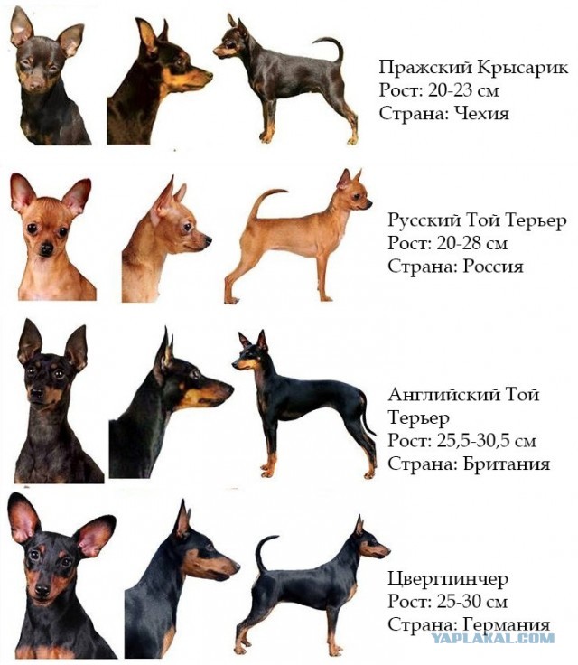 Пипец походу крысе