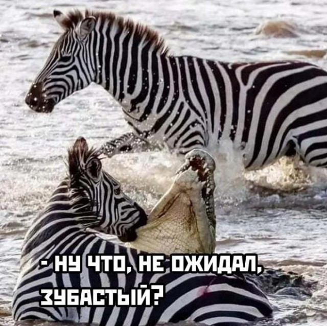 Новый день. Новое похмелье. Новые бояны