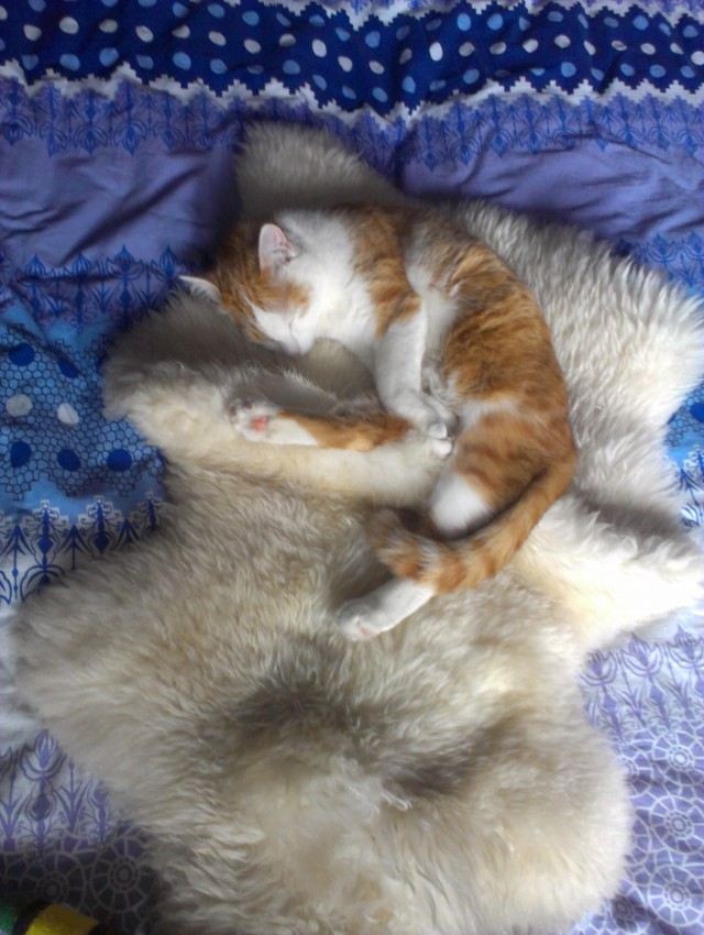 Котовторник 21.05.2013