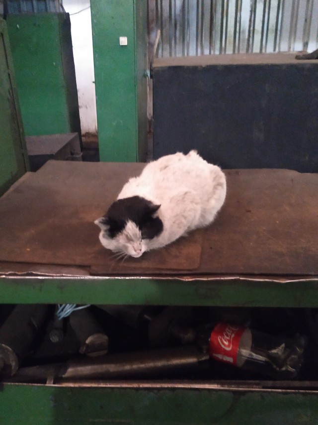 Коты, которые работают на заводах