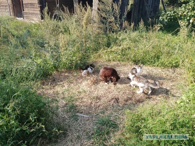 Жизнь домашнего приюта для котеек 510