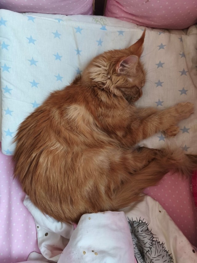 Совпало с котовторником.