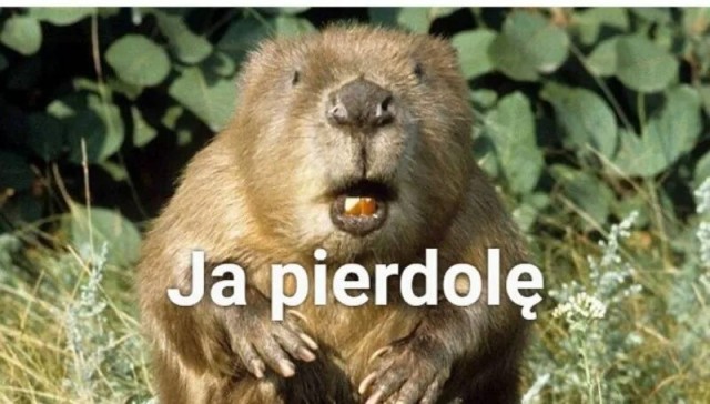 Бобры расплодились