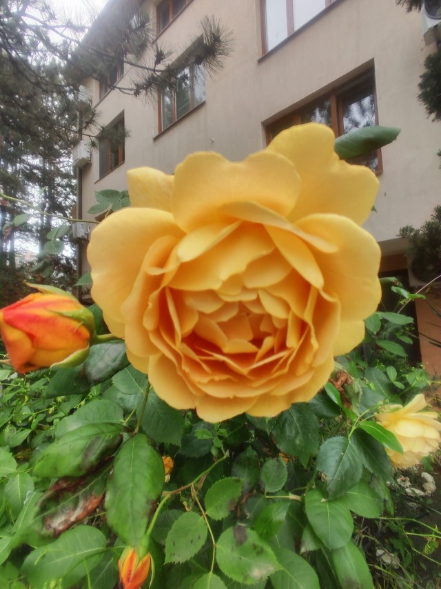Роза