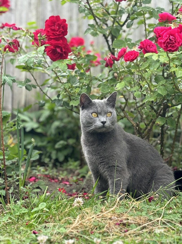 Красавец кот