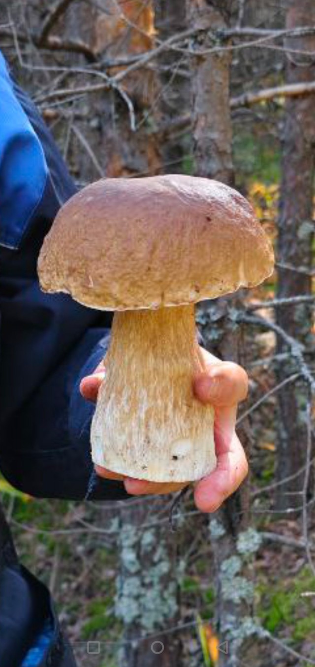 Не хвастаюсь, просто показываю.. Опята/Лес/Грибалка