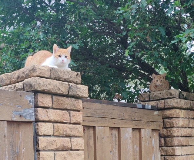 В котовторник.
