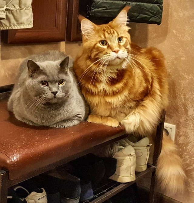 Котовторник же!