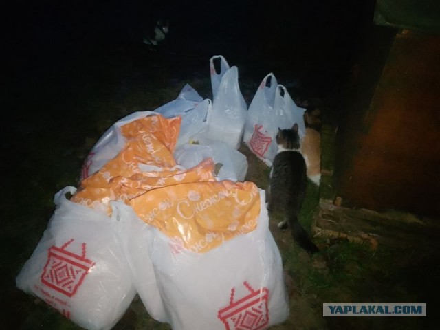 Жизнь домашнего приюта для котеек 567