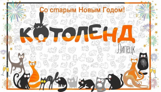 Жизнь домашнего приюта "Котоленд" 528