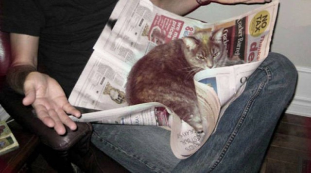 Котики тоже любят читать