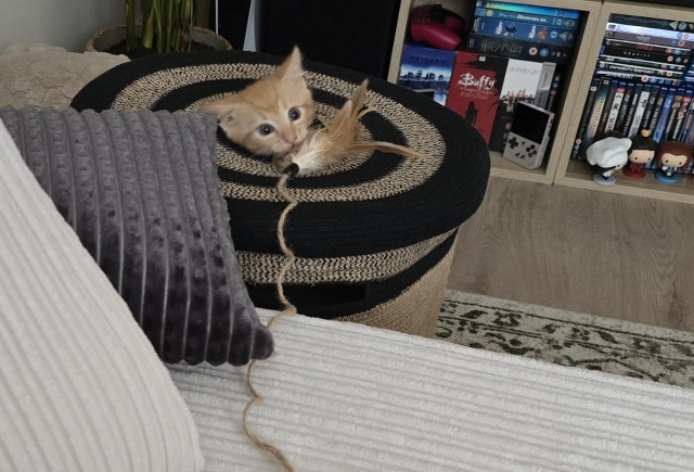 Маленький, рыжий, глазастый (котовторник)