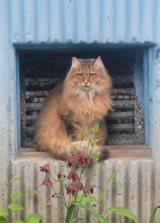 Котомодель