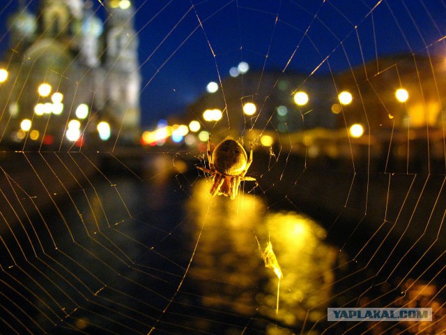 Моя Мама фотограф...